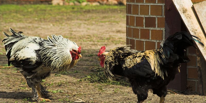 Một số hình thức trong đá gà Campuchia