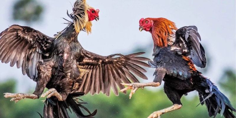 Điểm danh các thể loại thi đấu hấp dẫn được cung cấp